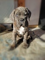 Des Descendants De Fenrir - Cane Corso - Portée née le 27/10/2019