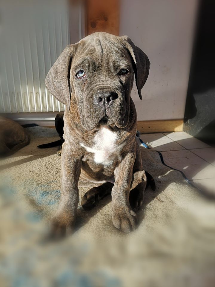 Des Descendants De Fenrir - Cane Corso - Portée née le 27/10/2019